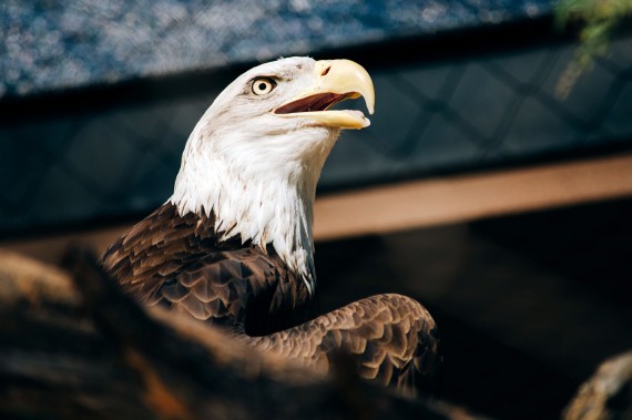 eagle.jpg
